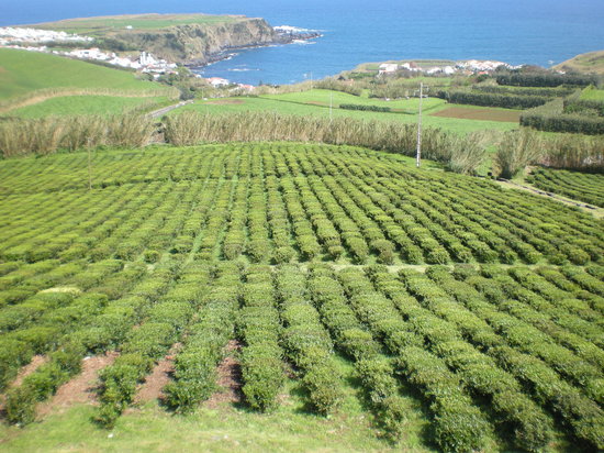 tea-bushes.jpg