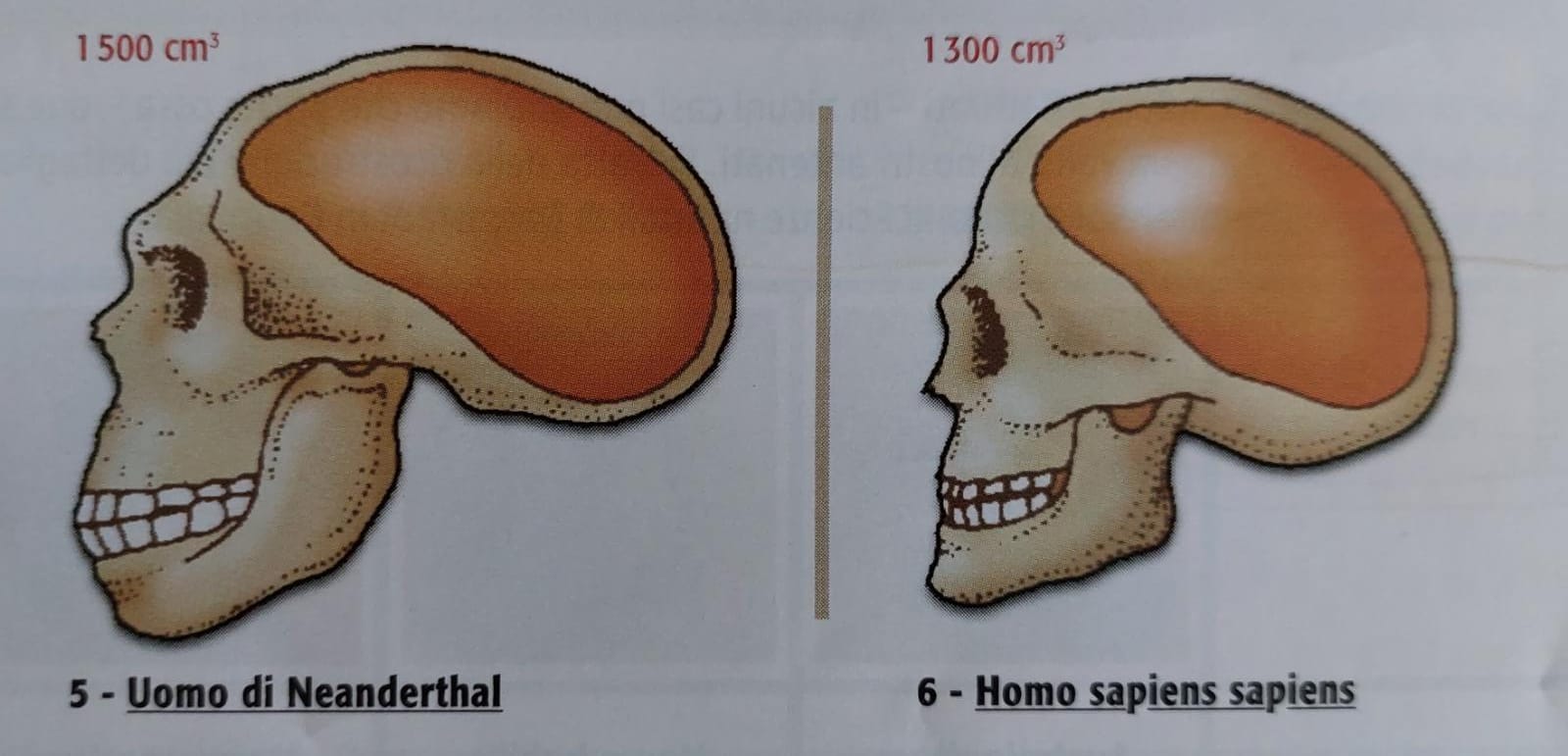 homo.sapiens.cervelli.jpeg