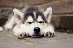 siberian-husky-dog-breed-pictures-3.jpg
