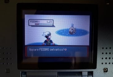 Feebas Smeraldo 20-9-24.jpg