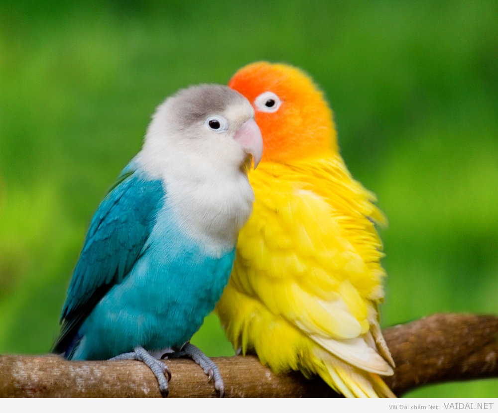 colorful_parrots_by_auramsen-d3keg54.jpg