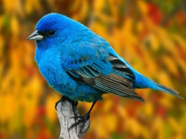 Uccellino-azzurro.jpg