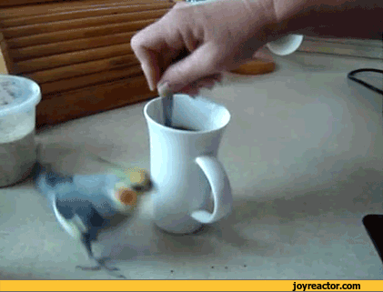 gif-bird-coffee-parrot-775078.gif