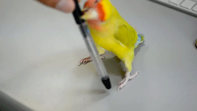 bird-pen.gif