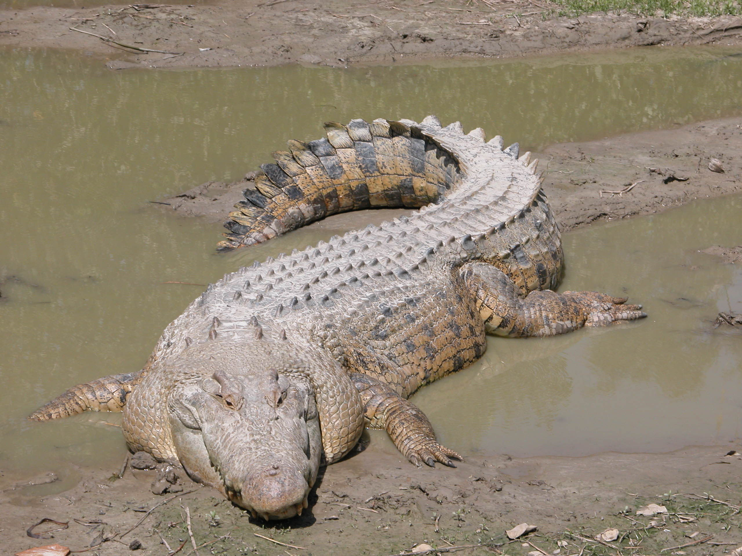 SaltwaterCrocodile(%27Maximo%27).jpg