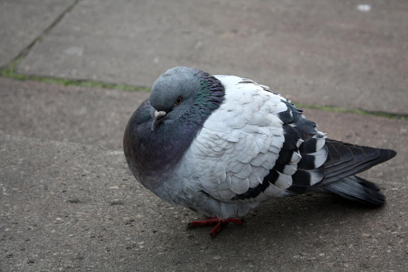 Fat_little_pigeon_by_Venusx3.jpg