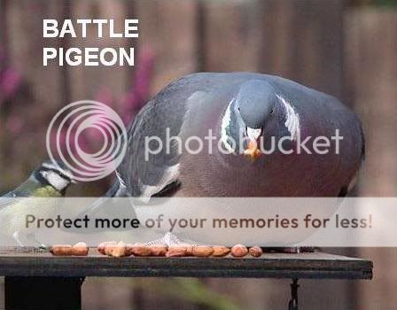 battle-pigeon.jpg