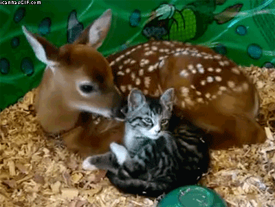 funny-gif-fawn-licking-cat.gif