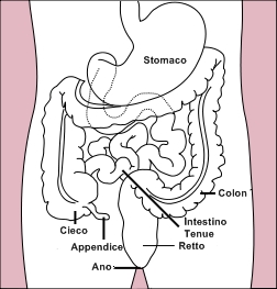 Stomach_colon_rectum_diagram_it.jpg