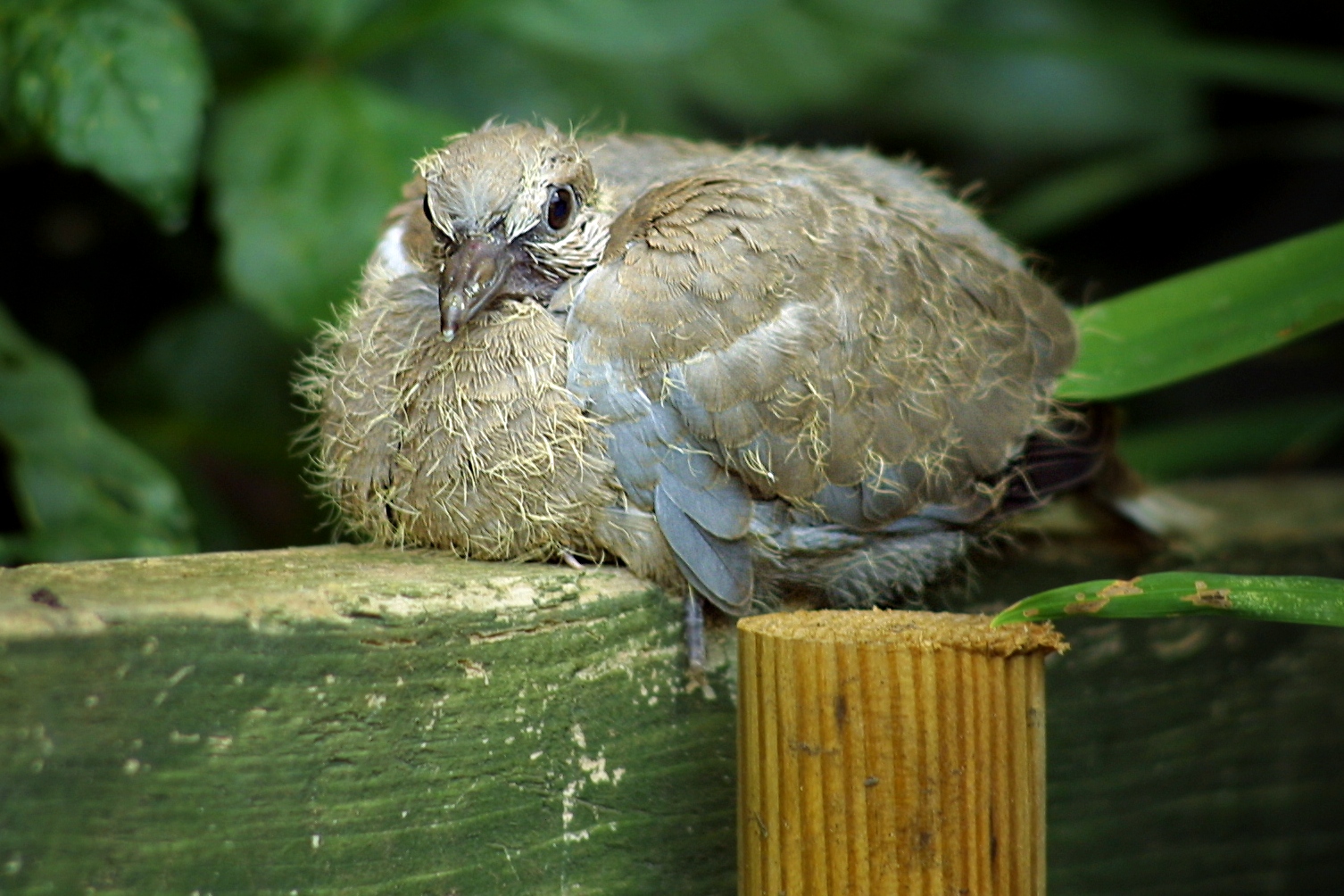 Young_collared_dove.jpeg