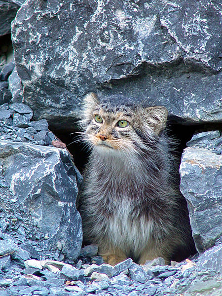 450px-Manul2.jpg