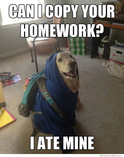 student-dog-meme.jpg