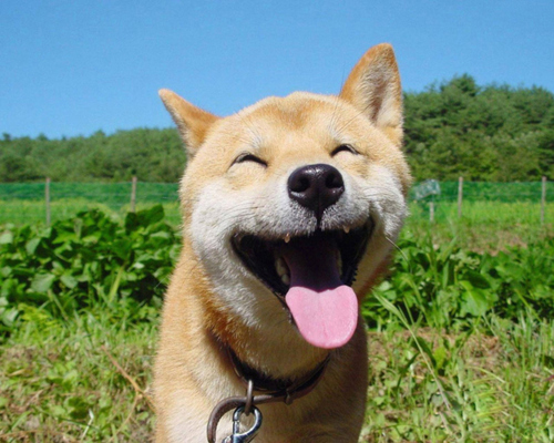 happy-dog1.jpg