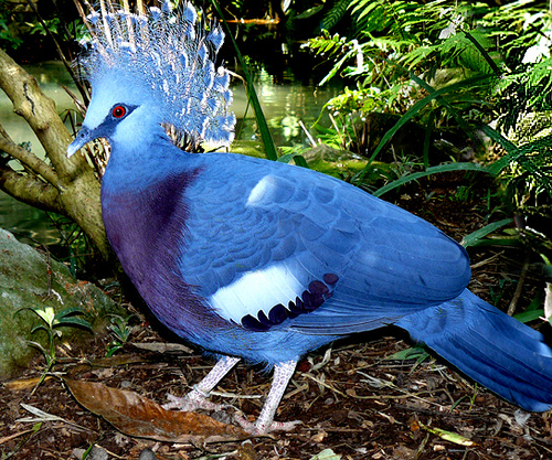 Victoria-Crowned-Pigeon_General-view_5211.jpg