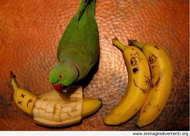 pappagallo-e-le-banane-divertenti.jpg