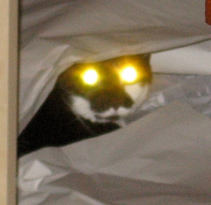 laser-eyes.jpg