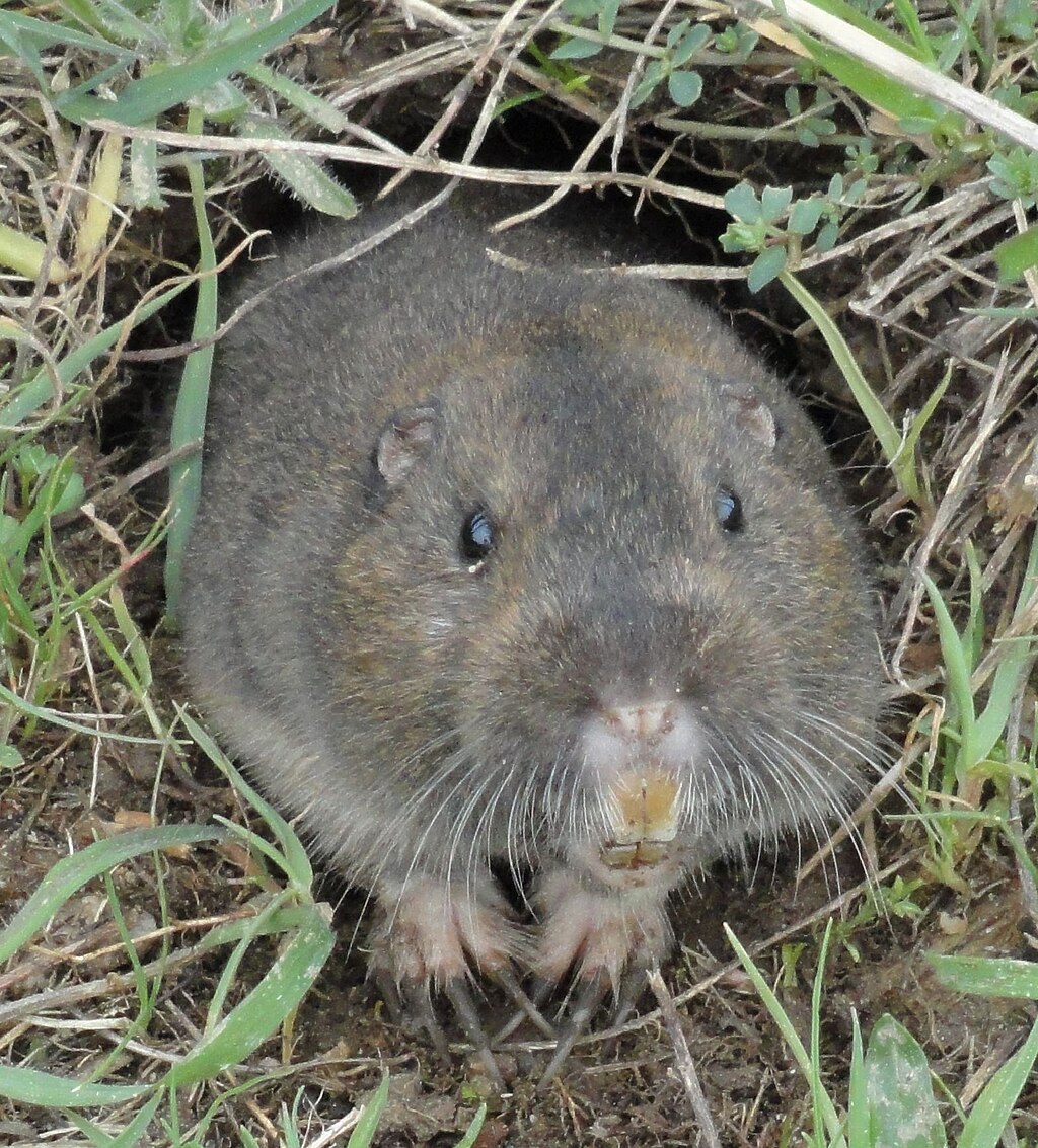 1024px-Pocket-Gopher_Ano-Nuevo-SP.jpg